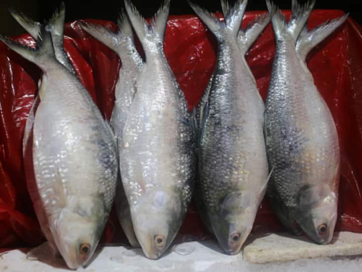 Hilsa Fish Consignment Arrives In West Bengal From Bangladesh Durga Puja Hilsa Diplomacy: First Consignment Of Fish Arrives In Bengal From Bangladesh Ahead Of Durga Puja