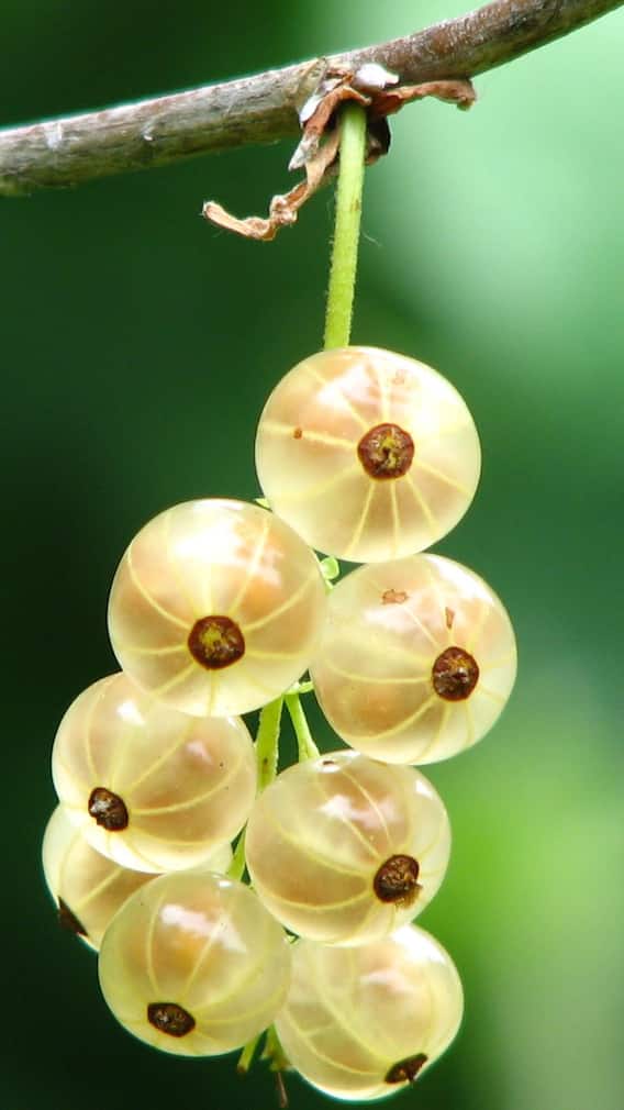 খালি পেটে খান টক-তেতো-মিষ্টি স্বাদে ভরপুর আমলার রস
