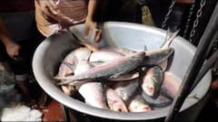 Howrah Market: নিলামে উঠল রুপোলি শস্য, হাওড়ার বাজারে শুরু পদ্মার ইলিশ বিক্রি