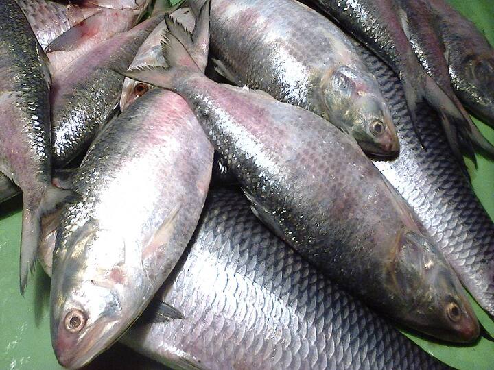 3,950 MT of hilsa fish from Bangladesh has been approved for export to India ahead of durga pooja Hilsa Fish: மீன் பிரியர்களுக்கு ஹேப்பி நியூஸ்..  3,950 மெட்ரிக் டன் ஹில்சா மீன்கள், இந்தியாவுக்கு இறக்குமதி..
