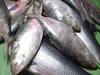Hilsa Fish: மீன் பிரியர்களுக்கு ஹேப்பி நியூஸ்..  3,950 மெட்ரிக் டன் ஹில்சா மீன்கள், இந்தியாவுக்கு இறக்குமதி..