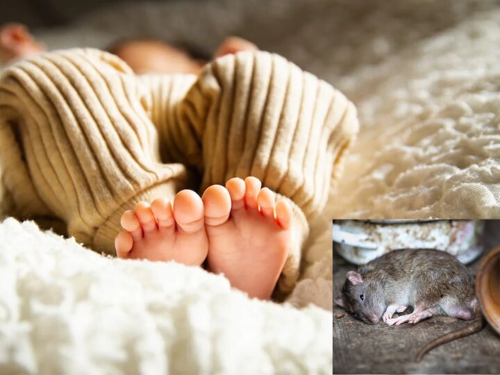 Weird News Hindi 6 Month Old Indiana Boy Eaten Alive By Rats | गहरी ...