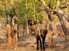 मध्य प्रदेश में बनेगा एक और टाइगर रिज़र्व, 400 किलोमीटर में फैला होगा वीरांगना दुर्गावती बाघ अभयारण्य