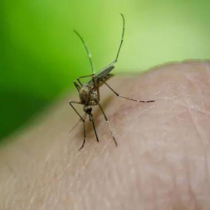 ডেঙ্গি শক সিনড্রোমের মতো মারাত্মক সমস্যাও হতে পারে। ডেঙ্গি জ্বর হলে ওষুধ খাওয়ার পাশাপাশি স্বাস্থ্যকর খাবার খাওয়া সবচেয়ে জরুরি। এই জ্বরে যতটা সম্ভব পুষ্টিকর খাবার খাওয়া উচিত। তাতে আপনি কম সময়ে দ্রুত সুস্থ হয়ে উঠবেন। ডেঙ্গির হলে আপনার খাদ্যতালিকায় প্রচুর ফল ও শাকসবজি অন্তর্ভুক্ত করা উচিত।