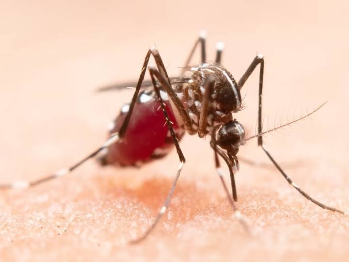 दिल्ली एनसीआर की लेटेस्ट रिपोर्ट में खुलासा किया गया है कि इस सीजन में डेंगू की अब तक कुल 300 से अधिक केसेस सामने आए हैं. जो अब तक सबसे ज्यादा है.