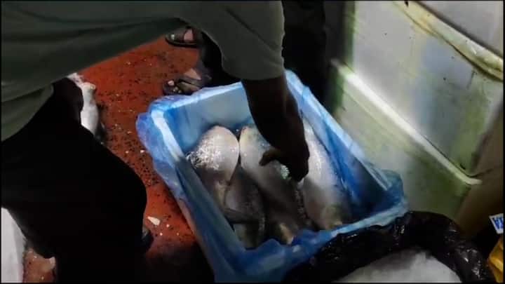 এদিন সকাল থেকেই শহর ও শহরতলির বিভিন্ন বাজারে বাংলাদেশের এই ইলিশ পৌঁছে গিয়েছে।