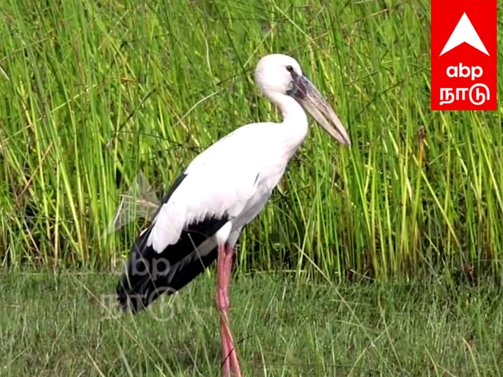 மரக்காணம் சதுப்பு நில கழுவெளி பறவைகள் சரணாலயத்தில் பறவைகள் வரத்து அதிகரிப்பு