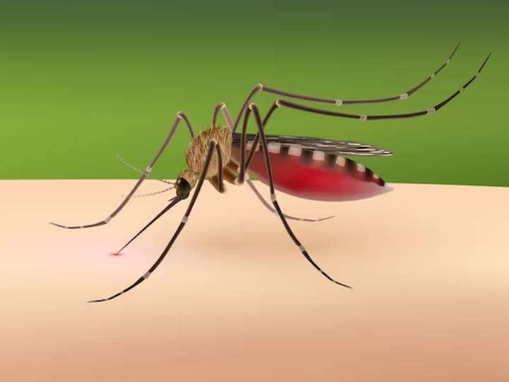 दिल्ली एनसीआर में हर दिन डेंगू के मामले बढ़ रहे हैं. और इसे रोकने के लिए हर दिन कुछ नया से नया प्लान बनाया जा रहा है. दिल्ली एनसीआर की लेटेस्ट रिपोर्ट के मुताबिक इस सीजन में डेंगू की अब तक कुल 300 से अधिक केसेस सामने आए हैं. और आने वाले समय में संख्या बढ़ने की उम्मीद जताई जा रही है. डेंगू के खतरे को कम करने के लिए सरकार द्वारा कुछ खास कदम उठाए जा रहे हैं .