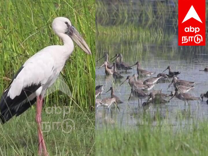 Villupuram: Increase in the number of birds in marakkanam bird sanctuary TNN மரக்காணம் சதுப்பு நில கழுவெளி பறவைகள் சரணாலயத்தில் பறவைகள் வரத்து அதிகரிப்பு