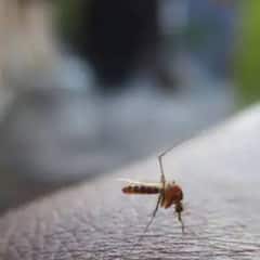 Health Tips: ডেঙ্গিতে কিউই খেলে কি সত্যিই নামতে থাকা প্লেটলেটে রাশ টানা যায় ?