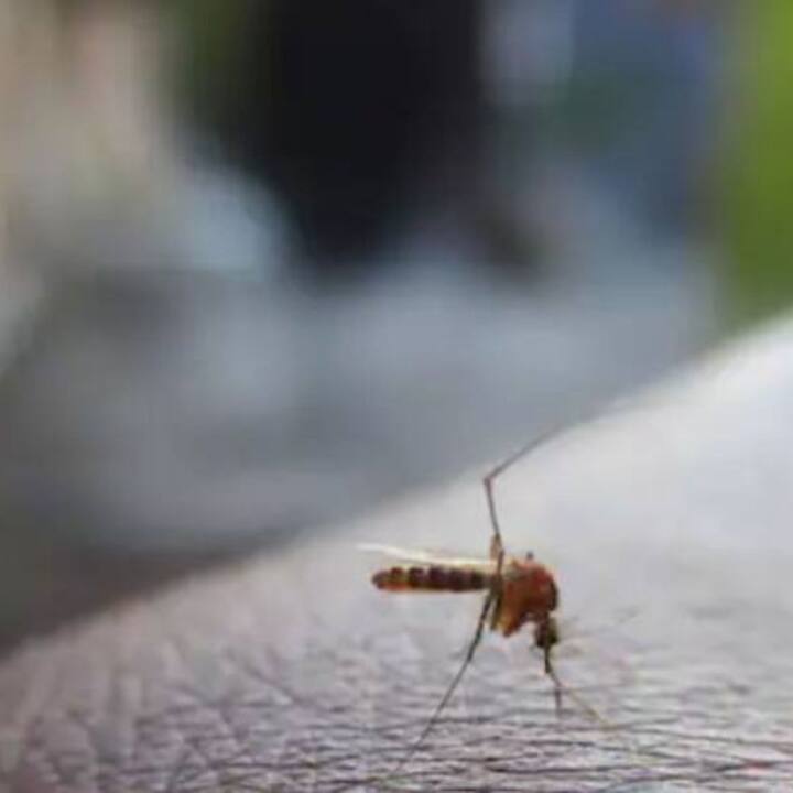 স্ত্রী Aedes Aegypti মশার কামড়ে ডেঙ্গি হয়। এটি একটি ভাইরাল সংক্রমণ। ডেঙ্গিতে আক্রান্ত ব্যক্তিকে Aedes Aegypti মশা কামড়ায়। তারপর ডেঙ্গি ভাইরাসে আক্রান্ত মশা যখন অন্যজনকে কামড়ায় তখন তা থেকে ডেঙ্গি ছড়ায়।