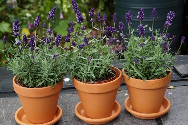 dengue mosquito prevention grow these four plants in your garden and home to get rid of mosquitoes Dengue Remedies: ડેન્ગ્યુના મચ્છરથી સુરક્ષિત રહેવા ઇચ્છો તો ઘરમાં લગાવો આ 4 પ્લાન્ટ્સ