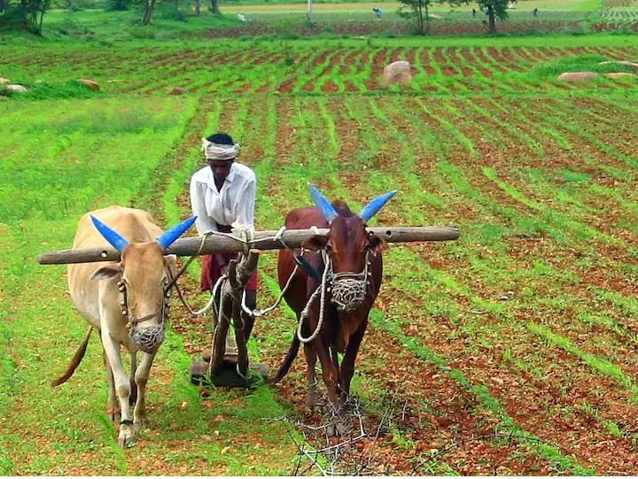 agriculture news What is the eligibility to get the benefit of Namo Shetkari Mahasanman Nidhi Yojana? कोणाला मिळणार नमो शेतकरी महासन्मान निधी योजनेचा लाभ? या योजनेचा लाभ मिळवण्यासाठी पात्रता काय? 