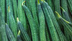 Ridge Gourd Benefits: दोडका खाण्याचे आश्चर्यकारक फायदे, रोग प्रतिकारशक्ती वाढण्यास ठरतो उपयुक्त