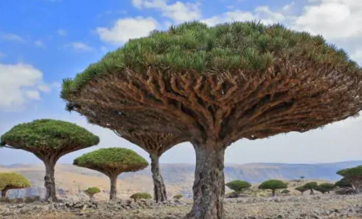 ড্রাগনস ব্লাড ট্রি, সোকোত্রা, ইয়েমেন- ছাতার মতো রৌদ্র থেকে ছায়া জোগায়। বাঁচায় বৃষ্টি থেকেও। গাছের আকৃতি সাধারণ এমনই হয়। কিন্তু ইয়েমেনের সোকোত্রা দ্বীপের ড্রাগনস ব্লাড ট্রি-র আকৃতি খানিকটা উল্টোনো ছাতার মতো।  রুক্ষ, পাথুরে এলাকায় এই গাছ জন্মায়। নিজের শরীরে জল ধরে রাখে বহু বছর।