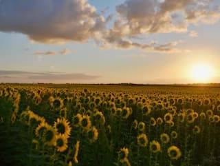 Agriculture News: ਸੂਰਜਮੁਖੀ ਦੀ ਖੇਤੀ ਥੋੜ੍ਹੇ ਸਮੇਂ 'ਚ ਦੇਵੇਗੀ ਭਾਰੀ ਮੁਨਾਫਾ, ਜਾਣੋ ਜ਼ਰੂਰੀ ਗੱਲਾਂ