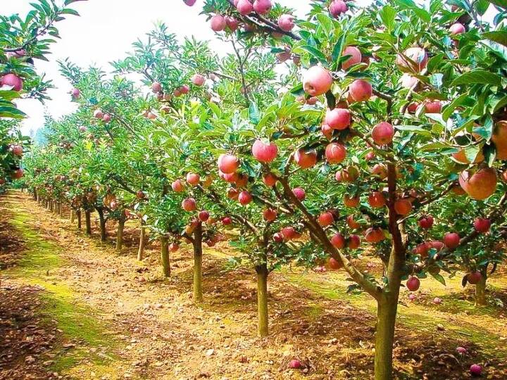 Himachal Pradesh Assembly MLA Kuldeep Rathore Says apple growing is no longer profitable ann Himachal News: हिमाचल विधानसभा में गूंजा सेब बागवानों को मुद्दा, MLA कुलदीप राठौर बोले- 'ये अब फायदे का सौदा नहीं'