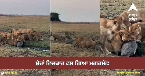 shocking fight between crocodile and lions see what happen next Viral Video: ਸ਼ੇਰਾਂ ਵਿਚਕਾਰ ਫਸ ਗਿਆ ਮਗਰਮੱਛ, ਅੱਗੇ ਜੋ ਹੋਇਆ ਉਹ ਦੇਖ ਕੇ ਹੈਰਾਨ ਹੋ ਜਾਓਗੇ ਤੁਸੀਂ