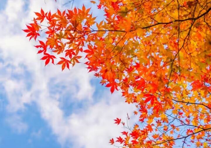 ਪੱਤਾ ਕਿਸ ਦਰੱਖਤ ਦਾ ਹੈ? - ਅਸਲ ਵਿੱਚ, ਇਹ ਪੱਤਾ ਮੈਪਲ ਨਾਮ ਦੇ ਦਰੱਖਤ ਦਾ ਹੈ। ਤੁਸੀਂ ਕਈ ਫਿਲਮਾਂ ਜਾਂ ਵਾਲਪੇਪਰਾਂ ਅਤੇ ਪੋਸਟਰਾਂ ਵਿੱਚ ਸੰਤਰੀ ਜਾਂ ਲਾਲ ਪੱਤਿਆਂ ਵਾਲੇ ਰੁੱਖ ਦੇਖੇ ਹੋਣਗੇ, ਉਹ ਸਿਰਫ ਮੈਪਲ ਦੇ ਦਰੱਖਤ ਹਨ।