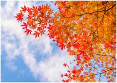 कनाडा के झंडे में जो ये लाल रंग का पत्ता दिखता है, वो किस पेड़ का है?