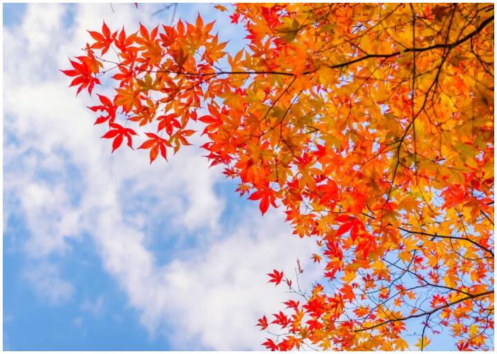 किस पेड़ का है पत्ता?- दरअसल, ये पत्ता मैपल नाम के पेड़ का होता है. आपने कई फिल्मों में या वॉलपेपर, पोस्टर्स में नारंगी या लाल रंग के पत्तो वाले पेड़ होते हैं, वो मैपल के पेड़ ही होते हैं.