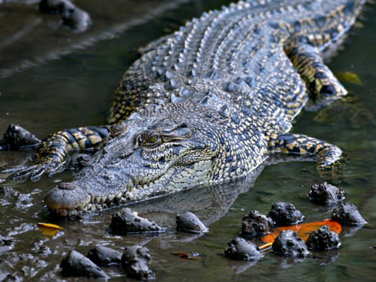 Malaysian Man Snatched By Crocodile While Friends Watched Sabah While Trapping Crabs Kampung Tinagian Tanjung Labian Body Found 5 Km Away 'Vanished In A Split Second': Malaysian Man Dragged Away By Crocodile As Friends Stood Helpless