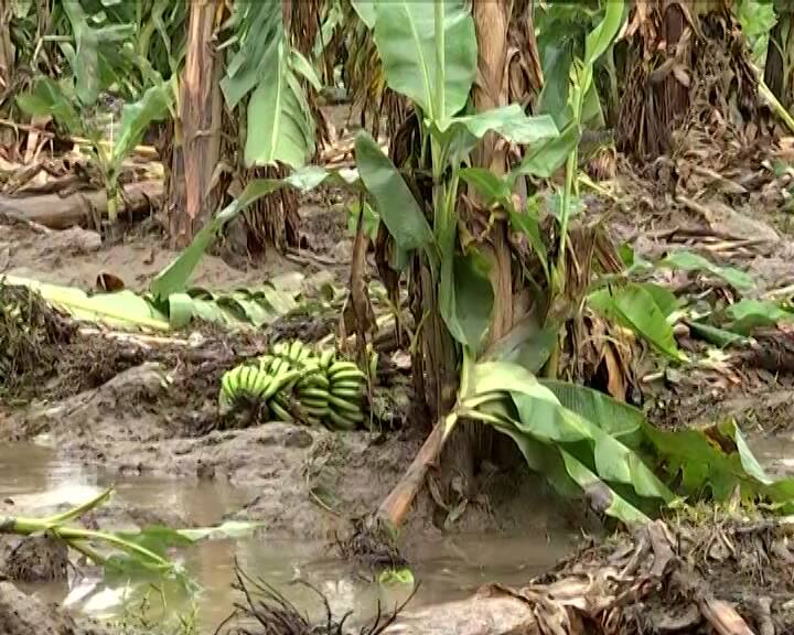 How much relief package has the government given to the flood-ravaged crops in Bharuch Narmada Vadodara ભરૂચ, નર્મદા, વડોદરામાં પૂરથી તબાહ થયેલા ખેતીપાકને લઈ સહાયની જાહેરાત, જાણો કોને મળશે લાભ