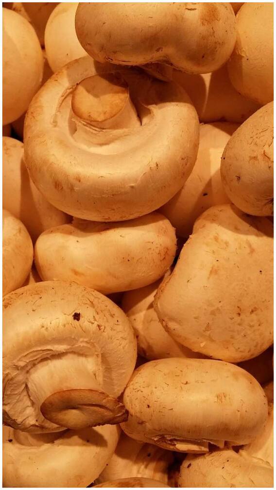 పుట్టగొడుగులు తింటే మూడ్ మారిపోతుంది