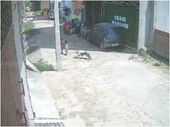 उन्नाव में बढ़ा कुत्तों को आतंक, मासूम बच्चे पर किया हमला, परेशान लोगों ने रोकी एसडीएम की गााड़ी