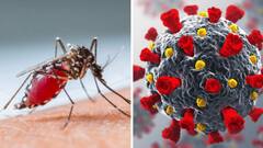 Dengue : ਕੀ ਕੋਰੋਨਾ ਵਾਂਗ ਹੀ ਛਿੱਕ ਮਾਰਨ ਅਤੇ ਹੱਥ ਮਿਲਾਉਣ ਨਾਲ ਵੀ ਫੈਲਦੈ ਡੇਂਗੂ