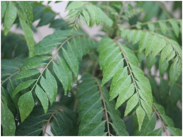 Curry leaves: Do not take away curry leaves, it will reduce weight