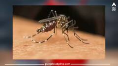 Dengue: ਕਰੋਨਾ ਵਾਂਗ ਹੀ ਛਿੱਕ ਮਾਰਨ ਅਤੇ ਹੱਥ ਮਿਲਾਉਣ ਨਾਲ ਵੀ ਫੈਲਦਾ ਡੇਂਗੂ ? ਜਾਣੋ ਕੀ ਕਹਿੰਦੇ ਮਾਹਿਰ