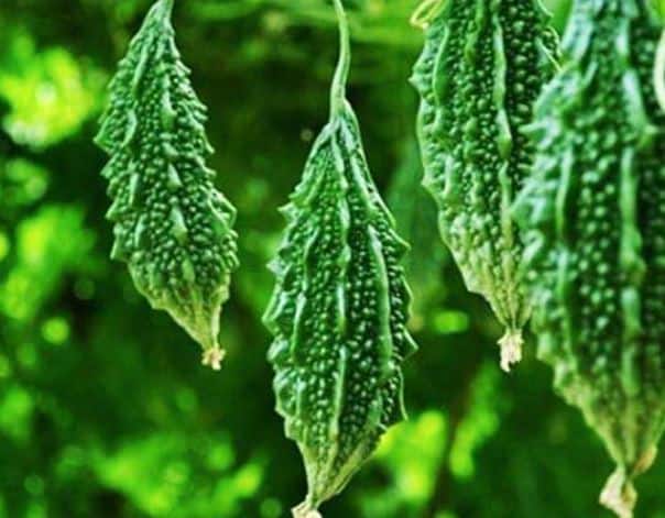 Bitter Gourd useful for blood purification read the benefits of Bitter  Gourd | रक्त शु्द्ध करण्यासाठी कारले उपयुक्त, वाचा कारले खाण्याचे फायदे