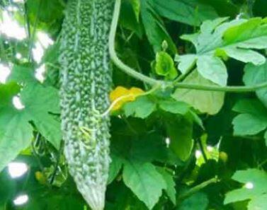 कारले रक्त शुद्ध करण्यास मदत करते