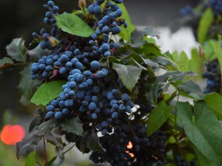 ब्लूबेरी में आयरन, फास्फोरस, मैग्नीशियम, मैंगनीज, कैल्शियम, विटामिन आदि जैसे पोषक तत्व होते हैं. ये दिल की बीमारी से बचाव करता है साथ ही स्किन के लिए अच्छा माना जाता है.