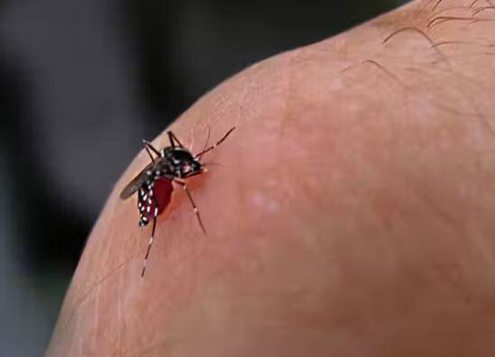 ਡੇਂਗੂ ਵਾਇਰਸ ਤੋਂ ਪੀੜਤ ਵਿਅਕਤੀ ਨੂੰ ਆਪਣੀ ਖੁਰਾਕ ਵੱਲ ਧਿਆਨ ਦੇਣਾ ਚਾਹੀਦਾ ਹੈ। ਤਰਲ ਖੁਰਾਕ ਲਓ ਅਤੇ ਫਲਾਂ ਦਾ ਰਸ ਪੀਓ। ਮਰੀਜ਼ਾਂ ਨੂੰ ਜ਼ਿਆਦਾ ਤਲੇ, ਭੁੰਨਿਆ ਜਾਂ ਜੰਕ ਫੂਡ ਨਹੀਂ ਖਾਣਾ ਚਾਹੀਦਾ। ਅਜਿਹੀ ਖੁਰਾਕ ਲਓ ਜਿਸ ਵਿੱਚ ਹਰ ਤਰ੍ਹਾਂ ਦੇ ਪ੍ਰੋਟੀਨ, ਵਿਟਾਮਿਨ ਅਤੇ ਖਣਿਜ ਸ਼ਾਮਲ ਹੋਣ।