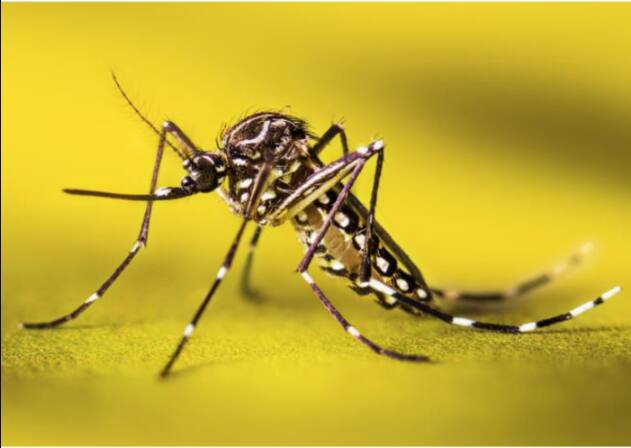 ਆਪਣੇ ਘਰ ਦੀਆਂ ਸਾਰੀਆਂ ਖਿੜਕੀਆਂ ਅਤੇ ਦਰਵਾਜ਼ੇ ਬੰਦ ਰੱਖੋ ਤਾਂ ਜੋ ਮੱਛਰ ਘਰ ਵਿੱਚ ਦਾਖਲ ਨਾ ਹੋ ਸਕੇ।