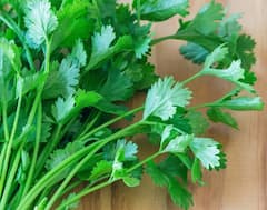 Health Tips : कोथिंबिरीचे पाणी अनेक रोगांवर रामबाण उपाय