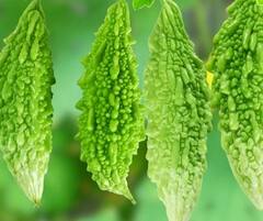 Bitter Gourd : वाचा कारले खाण्याचे फायदे