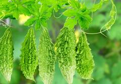 Karela Bitterness Remove Tips :  ਕੁਦਰਤੀ ਤੌਰ 'ਤੇ ਖ਼ੂਨ ਨੂੰ ਸਾਫ਼ ਕਰਦੈ ਕਰੇਲਾ