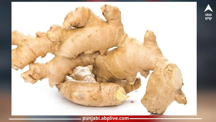 Ginger Benefits : ਅਦਰਕ ਪੋਸ਼ਕ ਤੱਤਾਂ ਦਾ ਖ਼ਜ਼ਾਨਾ ਹੈ ਇਹ ਸਵਾਦਇਸ਼ਟ ਹੋਣ ਦੇ ਨਾਲ ਸਿਹਤ ਲਈ ਭਰਪੂਰ ਹੁੰਦਾ ਹੈ। ਆਯੁਰਵੇਦ ’ਚ ਇਸਦਾ ਇਸਤੇਮਾਲ ਦਵਾ ਬਣਾਉਣ ਦੇ ਲਈ ਕੀਤਾ ਜਾਂਦਾ ਹੈ। ਅਦਰਕ ਭਾਰਤੀ ਰਸੋਈ ਵਿੱਚ ਆਮ ਪਾਇਆ ਜਾਂਦਾ ਹੈ।