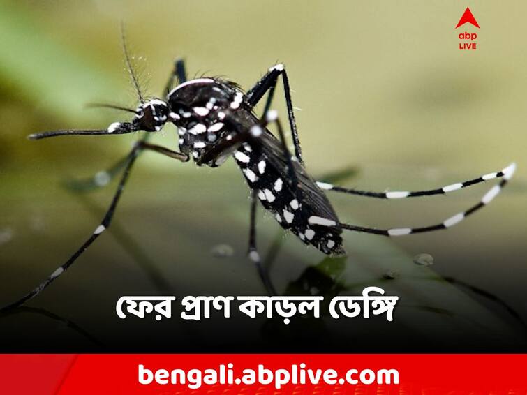 Kolkata Dengue Death, a Girl dies of dengue in Jadavpur Dengue Death: ডেঙ্গি আক্রান্ত হয়ে মৃত্যু কিশোরীর, এবার যাদবপুরে