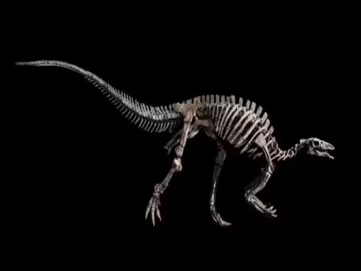 150 million year old dinosaur Barry will soon be auctioned in Paris know story behind viral picture 150 मिलियन वर्ष पुराने डायनासोर बैरी की जल्द पेरिस में होगी नीलामी, जानिए वायरल तस्वीर के पीछे की दिलचस्प कहानी