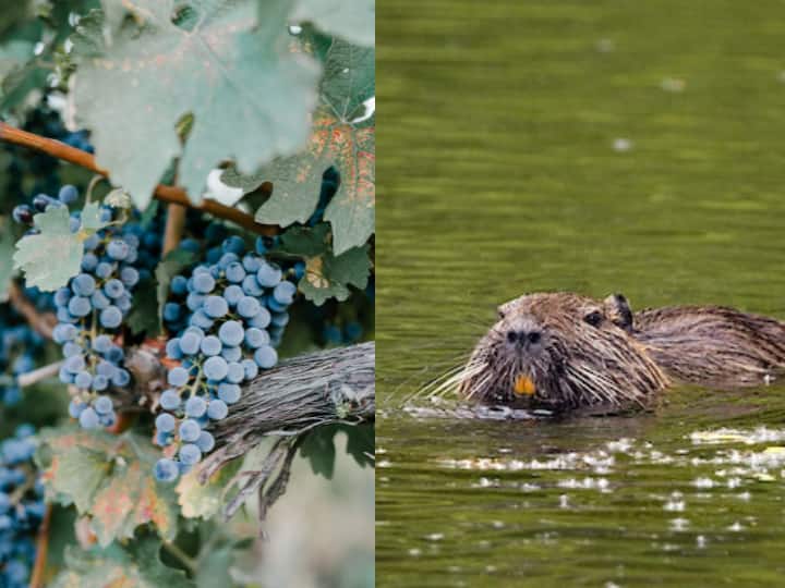 Canada National Fruit and Animal: हर देश का अपना एक राष्ट्रीय फल और पशु होता है. आज हम आपको बताएंगे कि कनाडा का राष्ट्रीय फल और पशु कौन सा है.