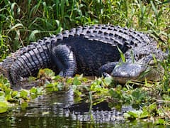 13 Feet Long Alligator Surfaces In Florida With Human Remains In Mouth, Euthanised
