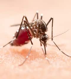 Health News: ਡੇਂਗੂ ਇੱਕ ਖ਼ਤਰਨਾਕ ਬਿਮਾਰੀ! ਕੀ ਕਰੋਨਾ ਵਾਂਗ ਹੀ ਛਿੱਕ ਮਾਰਨ ਅਤੇ ਹੱਥ ਮਿਲਾਉਣ ਨਾਲ ਵੀ ਫੈਲਦਾ?