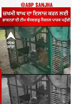 Umaria Madhya Pradesh। ਜ਼ਖਮੀ ਬਾਘ ਦਾ ਇਲਾਜ ਕਰਨ ਲਈ ਡਾਕਟਰਾਂ ਦੀ ਟੀਮ ਬੰਧਵਗੜ੍ਹ ਨੈਸ਼ਨਲ ਪਾਰਕ ਪਹੁੰਚੀ