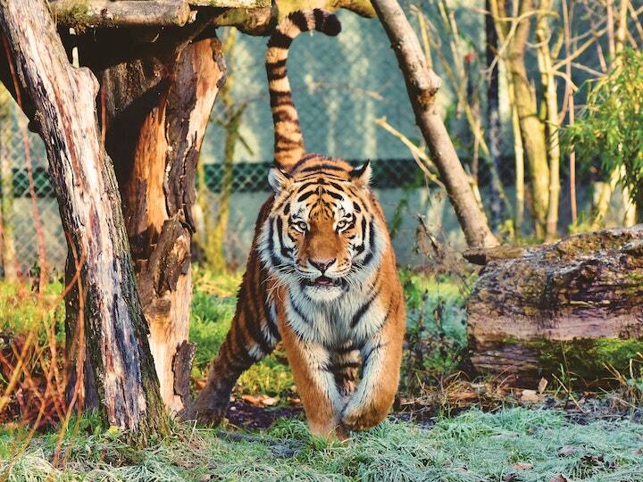 ​जैसे भारत का राष्ट्रीय फल आम है और राष्ट्रीय पशु बाघ है, इसी तरह अन्य देशों में भी उनका राष्ट्रीय फल और जानवर होते हैं. आज हम आपको बताएंगे कि कनाडा का राष्ट्रीय फल और राष्ट्रीय पशु कौन सा है.