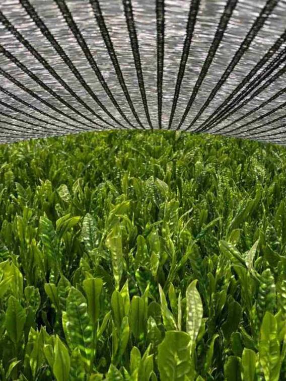 अब घर की बालकनी में ही उगाएं ग्रीन टी, जानें कैसे