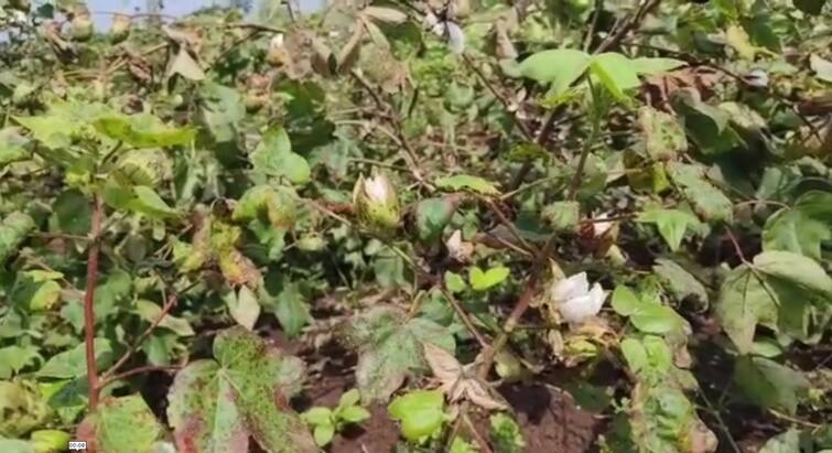 Maharashtra  Nandurbar News Wide spread of cotton blight and late blight in Nandurbar district Marathi News Nandurbar News: नंदुरबार जिल्ह्यात कापसावर मर आणि लाल्या रोगाचा मोठ्या प्रमाणात प्रादुर्भाव, शेतकरी संकटात
